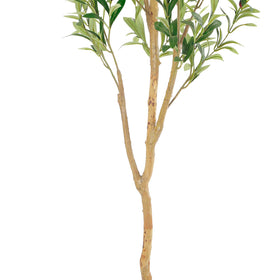 Tall five-foot olive tree shows vibrant leaves and fruit details.