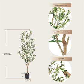 Bellacat olive tree requires no watering for simple upkeep.