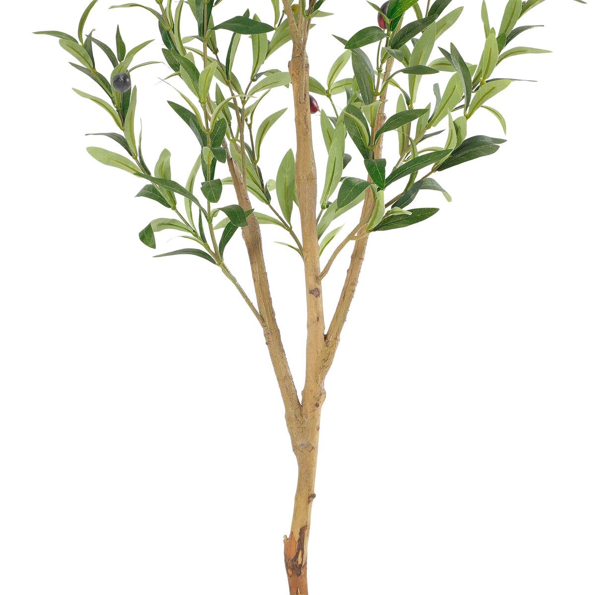Bellacat olive tree with colorful fruits brightening a room.