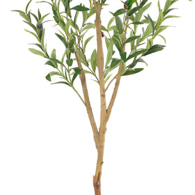 Bellacat olive tree with colorful fruits brightening a room.