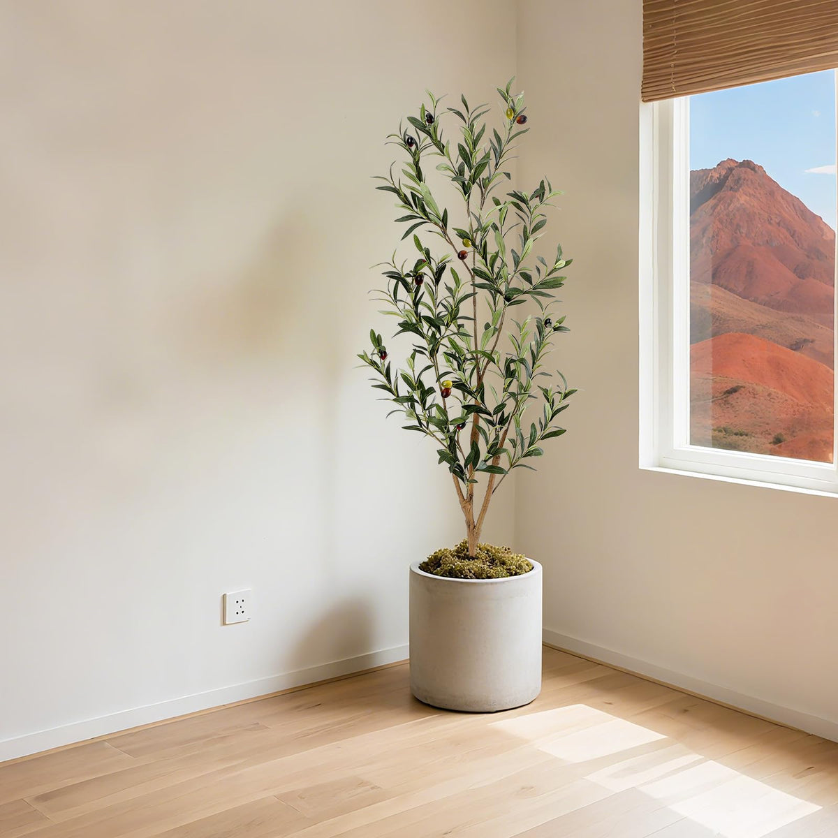 Bellacat indoor-outdoor olive tree suits homes and offices.