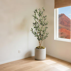 Bellacat indoor-outdoor olive tree suits homes and offices.