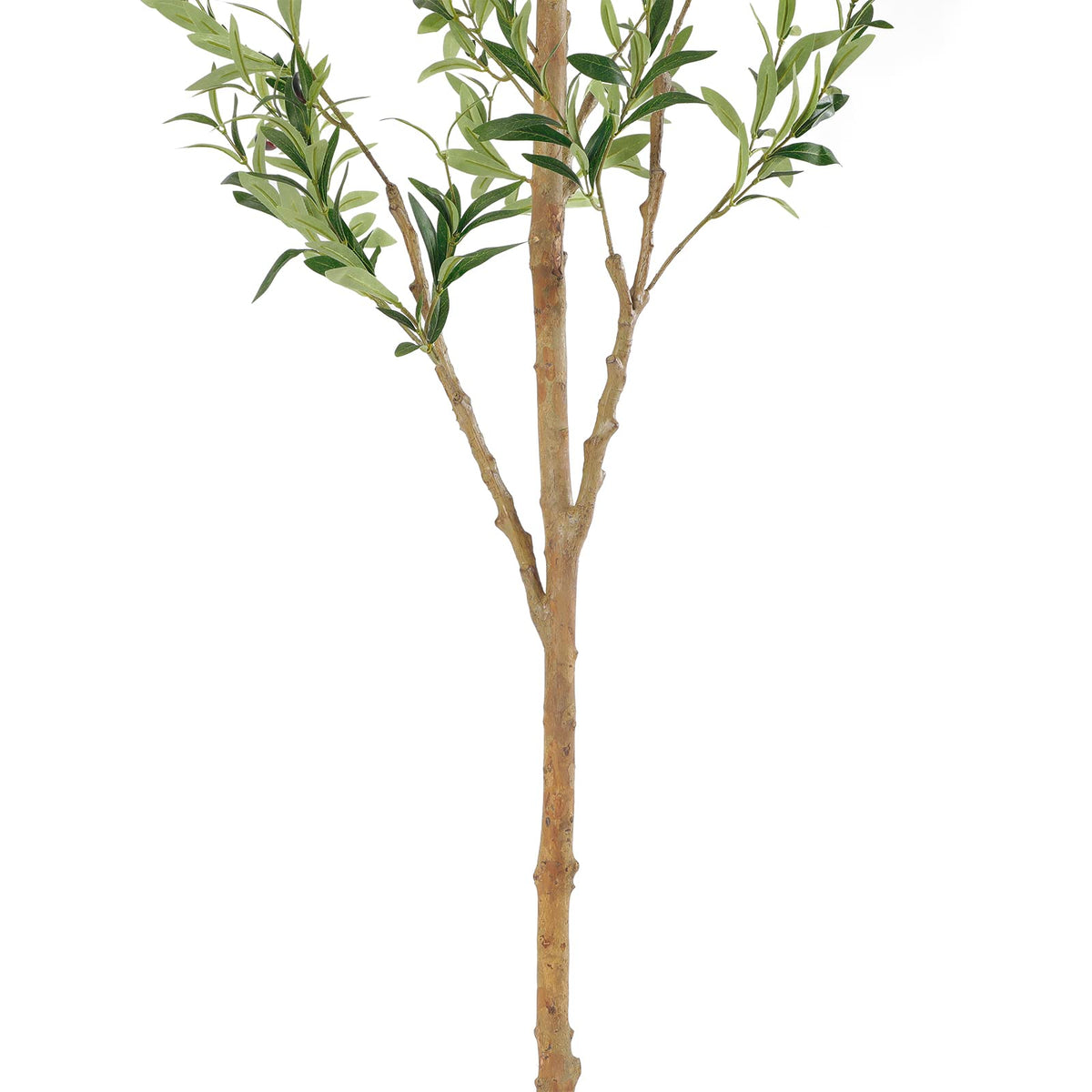 Bellacat olive tree indoors fits living rooms and offices with modern decor.