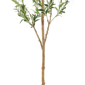 Bellacat olive tree indoors fits living rooms and offices with modern decor.