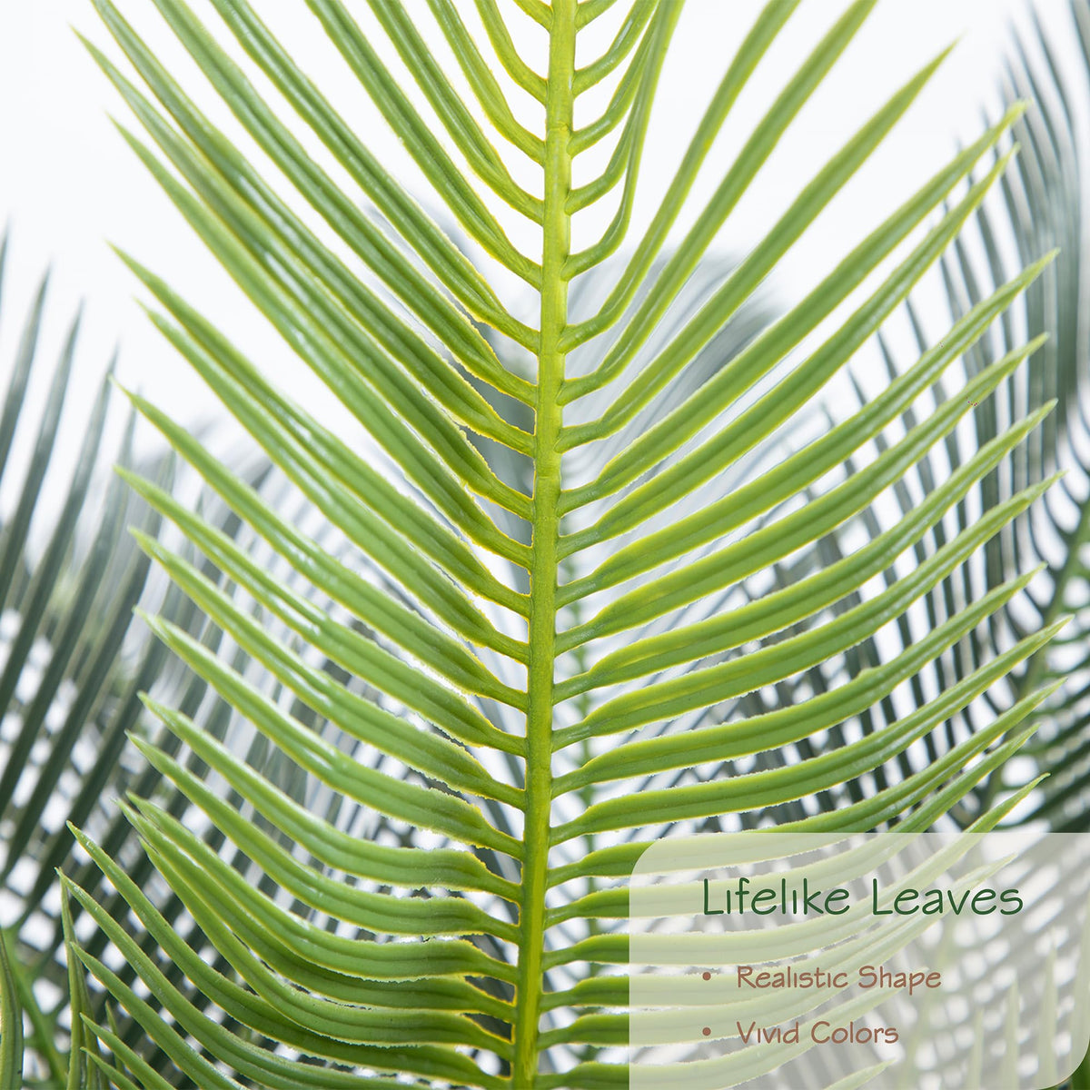 Bellacat sago palm fronds close-up highlighting detailed veins and greenery.