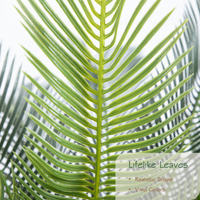 Bellacat sago palm fronds close-up highlighting detailed veins and greenery.