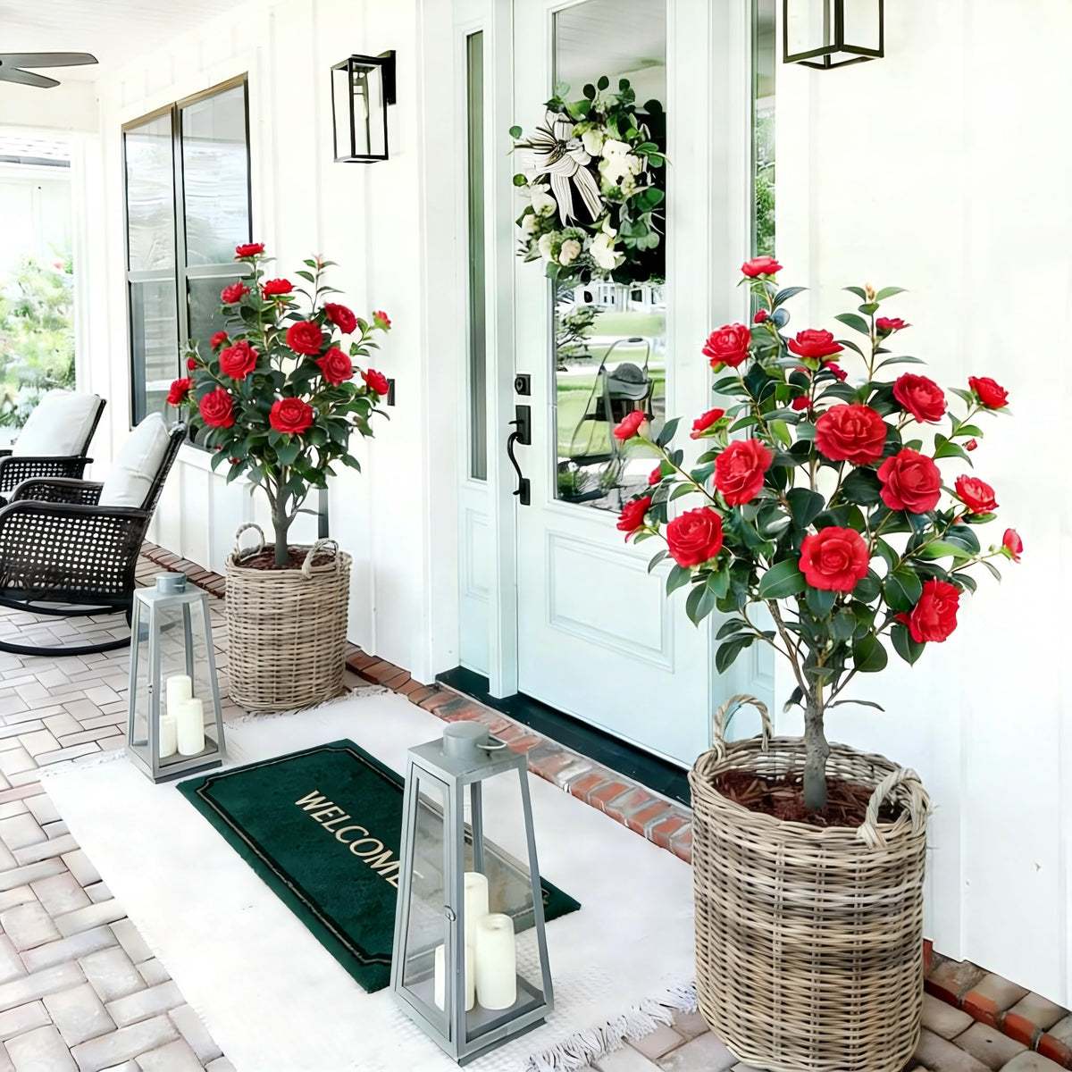 Berdkaba camellia tree in living room setup for warm ambience