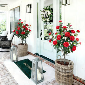 Berdkaba camellia tree in living room setup for warm ambience
