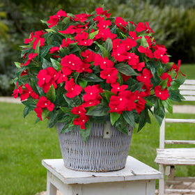 Besteek outdoor impatiens bouquet setup showcases vibrant red color.