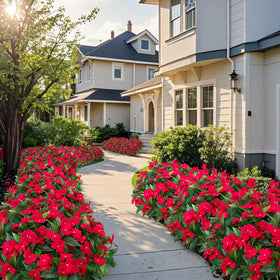 Besteek impatiens brighten porches under natural sunlight.