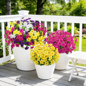 Besteek adjustable stems help fit uneven planters for easy styling.
