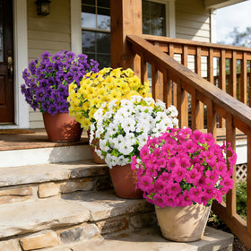 Besteek yellow bundles bring cheerful color without watering.