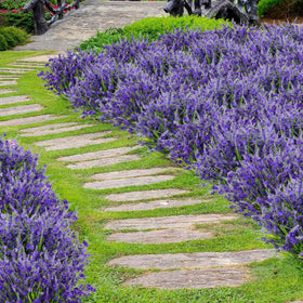 Besteek 20-pack lavender bundles suitable for weddings and festive decor.