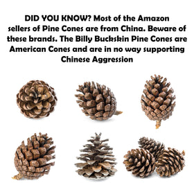 Billy Buckskin pine cones for DIY crafts and rustic decor ideas.