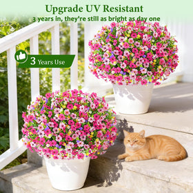 BLEUM CADE daisies outdoor bundle brightens garden spaces.