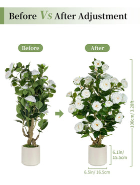 Allergy-safe BLOSMON camellia tree suitable for pollen-sensitive homes.