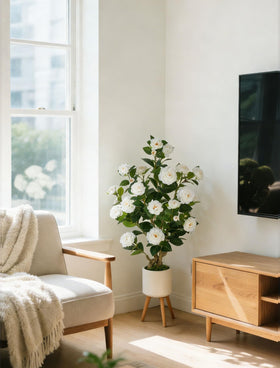 Gift-ready BLOSMON camellia trees suitable for housewarming or office gift.
