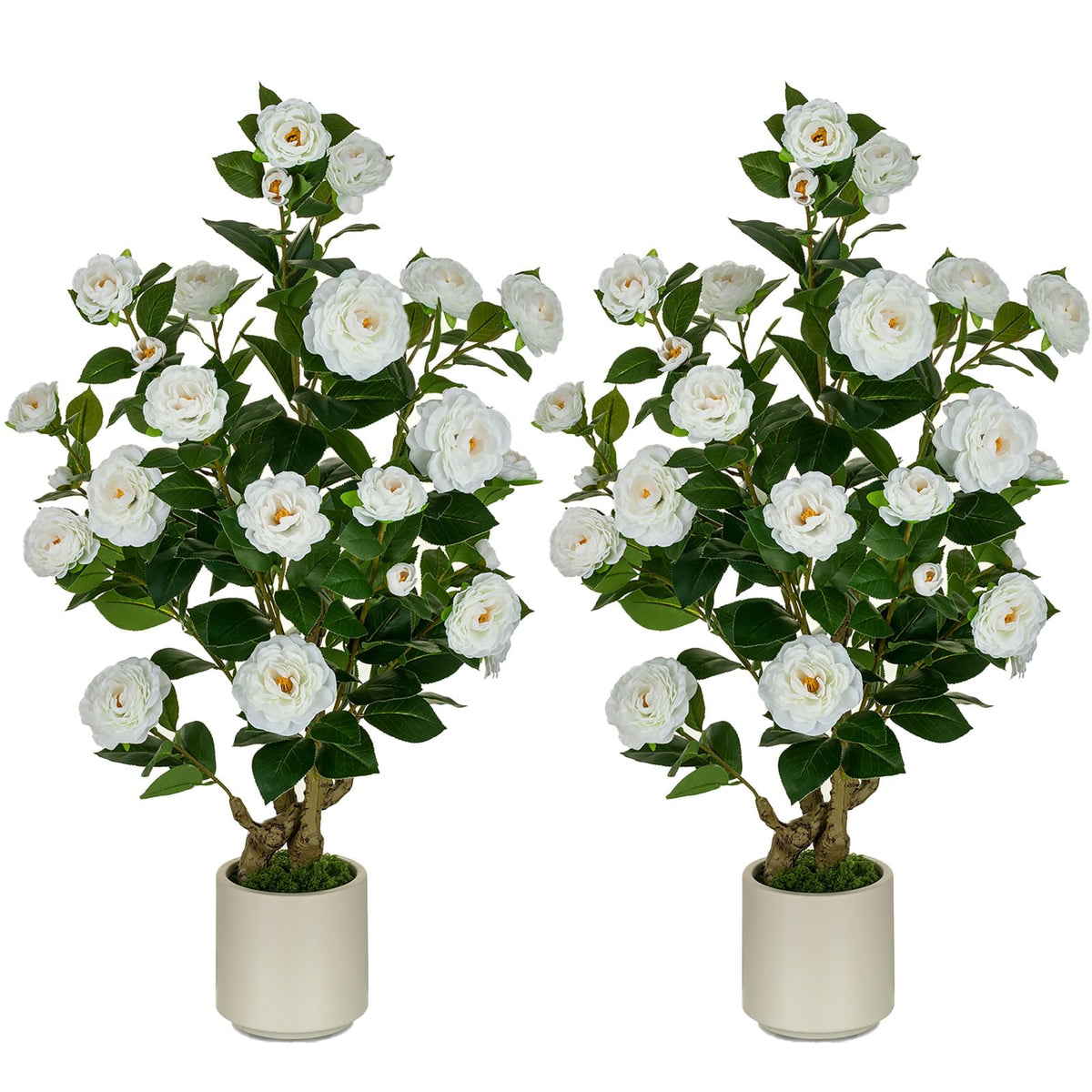 White BLOSMON camellia tree in pot brightening an entryway.