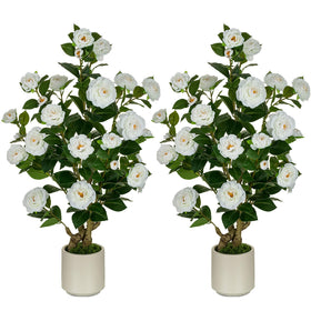 White BLOSMON camellia tree in pot brightening an entryway.