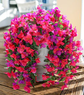 INSPRING bougainvillea trailing vine for outdoor use adds year-round color.