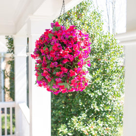 INSPRING bougainvillea trailing vine two-pack supports versatile outdoor decor.