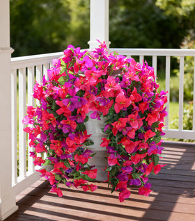 INSPRING bougainvillea trailing vine enhances yards and window boxes.