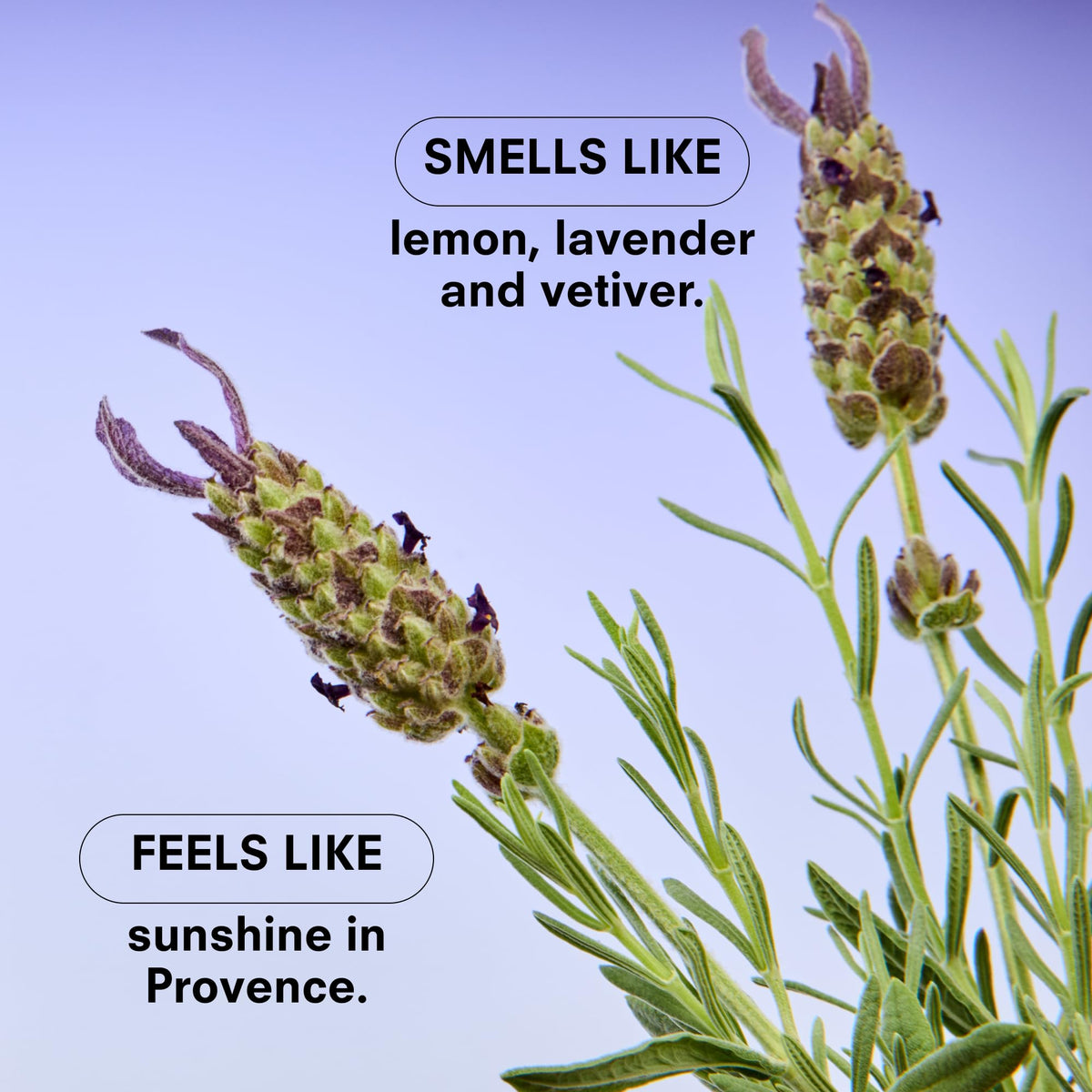 Boy Smells Lavender Candle citrus note hints at bright, uplifting ambiance.