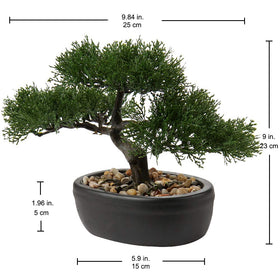 Briful bonsai gift-ready packaging suits thoughtful gifting.
