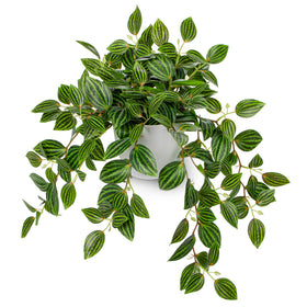 Briful Watermelon Peperomia plant in pot for durable indoor décor.