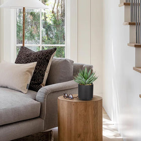 Briful succulents on kitchen counter for instant greenery and style.