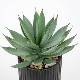 Briful faux succulents on living room mantel create cozy ambiance.