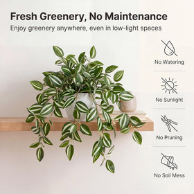 Briful compact hanging plant in a small pot brightens shelves.