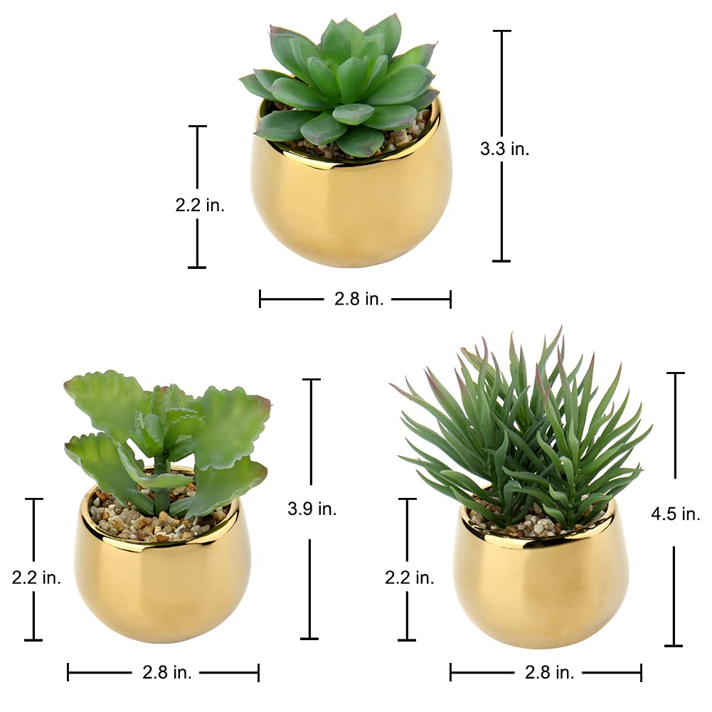 Briful decorative succulents in pots providing a natural accent on a counter