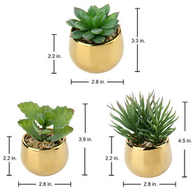 Briful decorative succulents in pots providing a natural accent on a counter