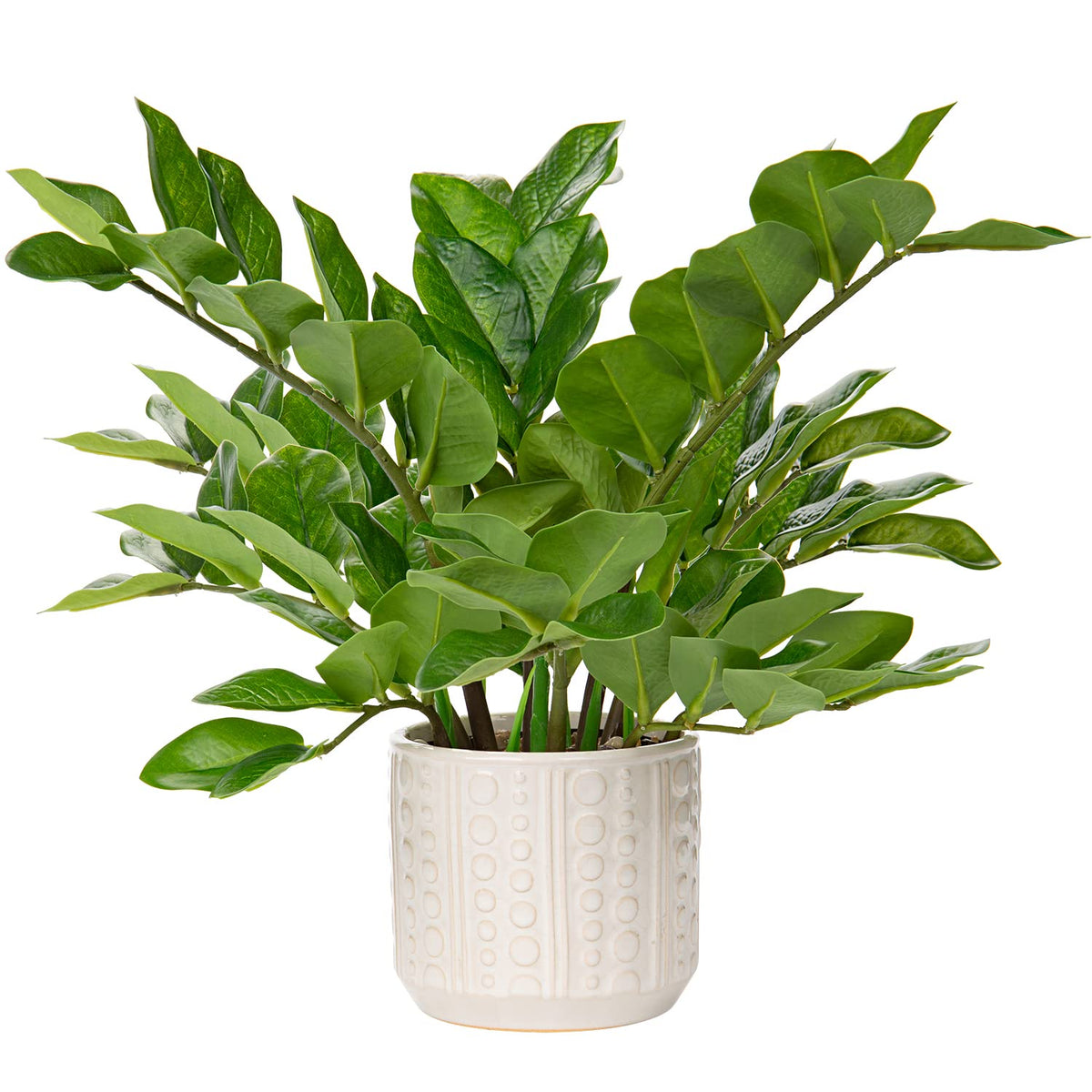 Briful zz plant in ceramic pot for indoor decor and easy maintenance