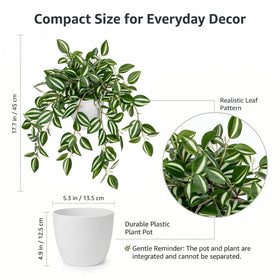 Briful faux watermelon peperomia trailing vines add greenery to bathrooms and offices.