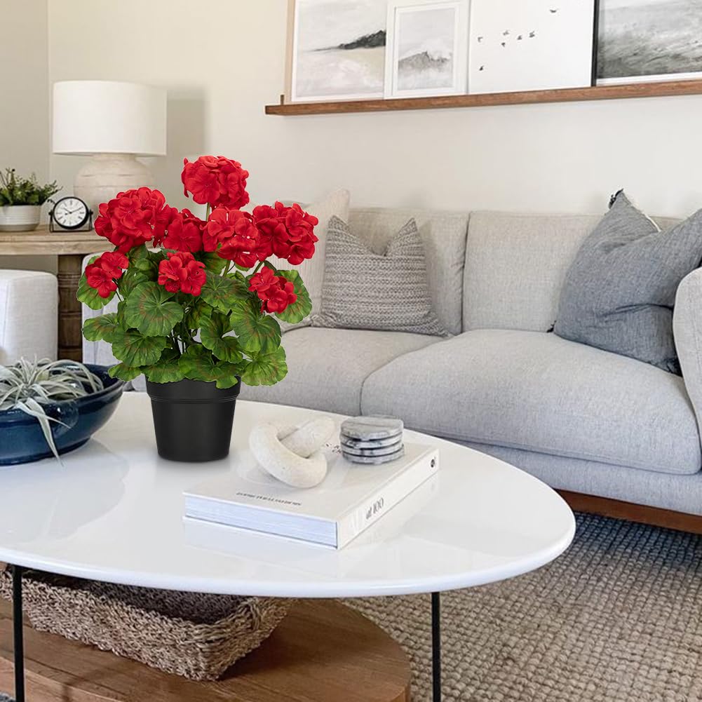 Briful geranium with vibrant green leaves and red accents for bright spaces.