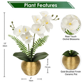 Briful white phalaenopsis orchid close-up in gold ceramic vase highlighting vibrant color.