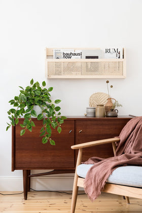 Briful Silk indoor plant with variegated greens for stylish spaces.