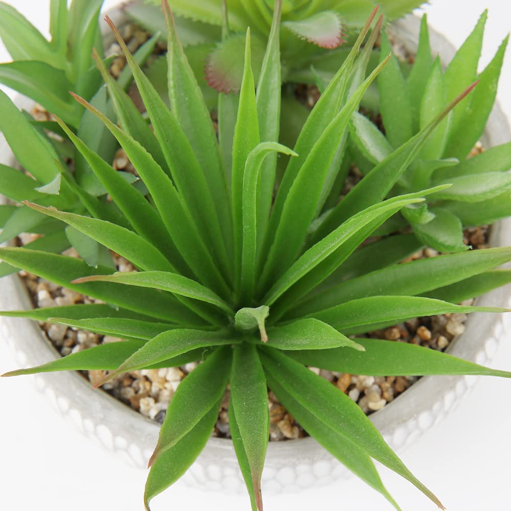 Briful small potted succulents for office decor brighten workspaces.