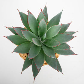 Briful Succulents aloe on shelf adds chic, maintenance-free accent.