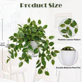 Briful Watermelon Peperomia draping leaves on display for shelves.