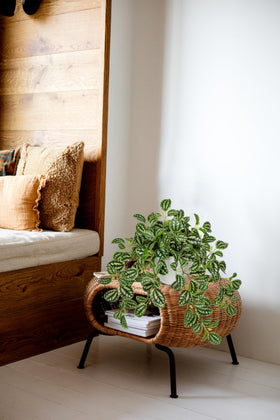 Briful Watermelon Peperomia decor on mantle to elevate indoor ambiance
