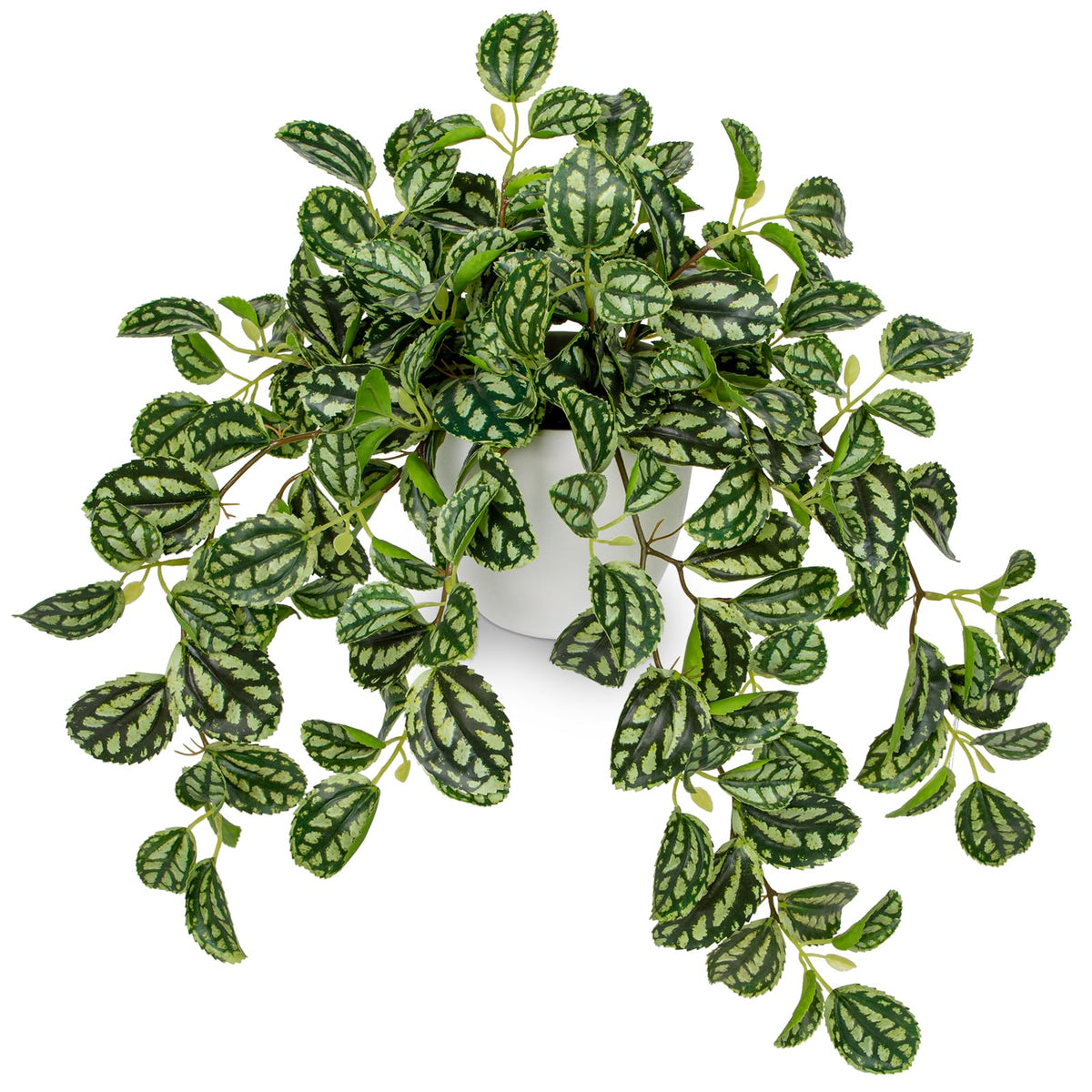 Briful Watermelon Peperomia plant in pot, compact decor for home or office