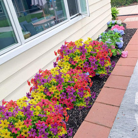 BRIGEA flower head detail reveals 1.77 inch focal points and soft touch