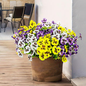 BRIGEA no watering needed, ideal for busy homes.