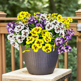 BRIGEA versatile use from porch to indoor shelves.