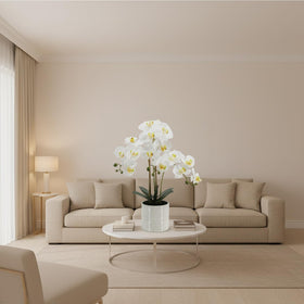 BTHM DSGN gift-ready orchid plant perfect for housewarmings and celebrations