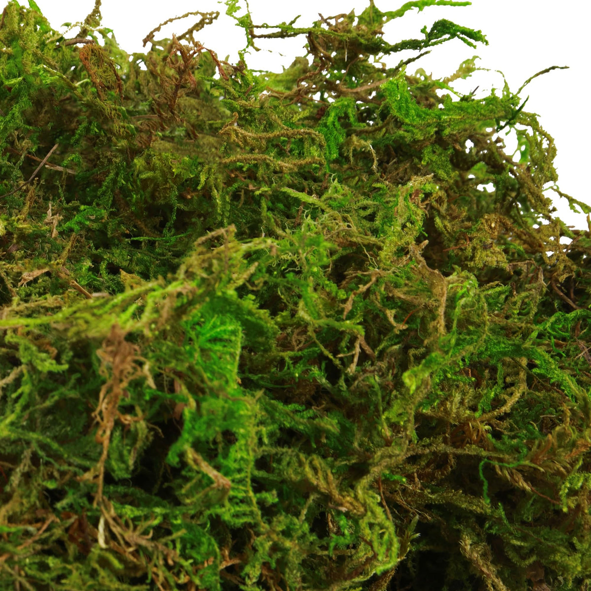 BYHER green moss table centerpiece for vibrant, shapeable designs.