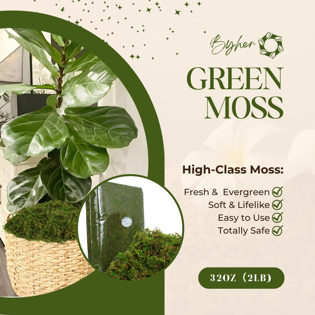 BYHER green moss terrarium application for low-maintenance displays.